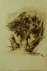 1901-1903 ca. - Albero in Sardegna